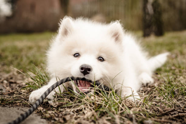 samoyed puppy for sale